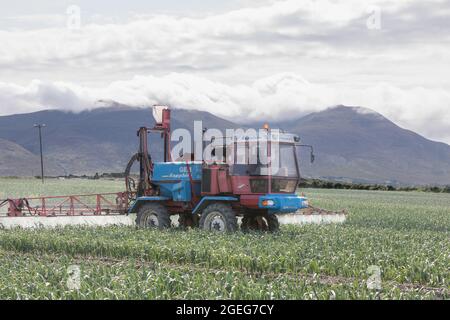 Spa, Kerry, Irlande. 19 août 2021. L'agriculteur Paudie Hanafin pulvérise sa récolte de poireaux avec des aliments sur son terrain à Ballygarrow, Spa, Co. Kerry, Irlande. - photo; David Creedon / Alamy Live News Banque D'Images