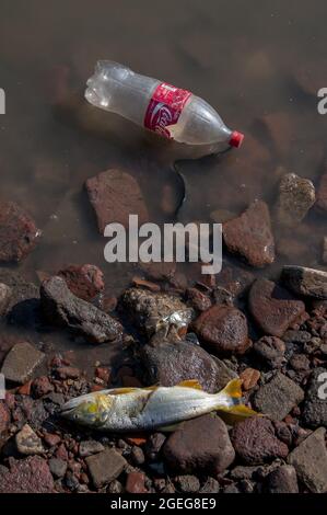 FIRMAT, ARGENTINE - 03 septembre 2011 : une bouteille de Coca Cola en plastique lavée à terre dans une rivière à côté d'un poisson mort sur les rochers - pollution thermique dans Firmat, A Banque D'Images