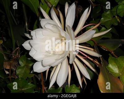 gros plan de la reine de la nuit (Epiphyllum oxypetalum) perfu Banque D'Images