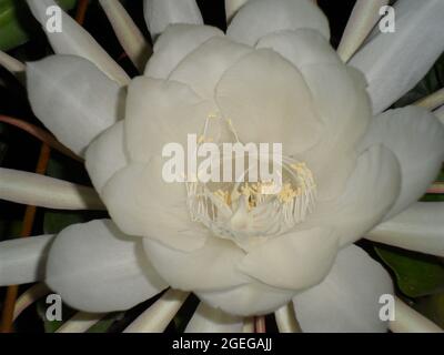 gros plan de la reine de la nuit (Epiphyllum oxypetalum) fleur blanche de nuit parfumée Banque D'Images