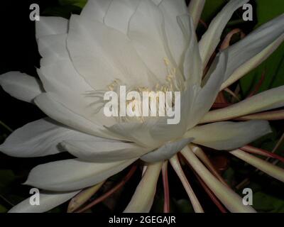 gros plan de la reine de la nuit (Epiphyllum oxypetalum) fleur blanche de nuit parfumée Banque D'Images