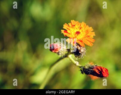 Gros plan des fleurs orange et rouge sur une plante de pinceau du diable qui pousse dans un pré avec un fond flou. Banque D'Images