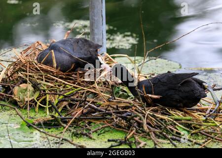 Paire de cuisiniers eurasiens (Fulica atra), nid de construction dans un étang, Allemagne Banque D'Images