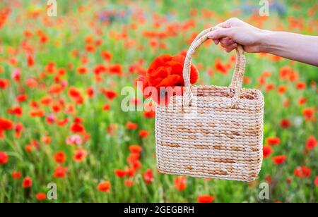 La fille tient un beau bouquet de coquelicots rouges dans un sac de paille sur le fond d'un champ de coquelicots. Gros plan. Été, loisirs en plein air Banque D'Images