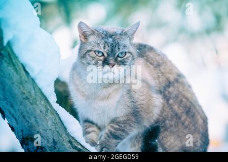 Chat siamois assis sur l'arbre enneigé en hiver Banque D'Images