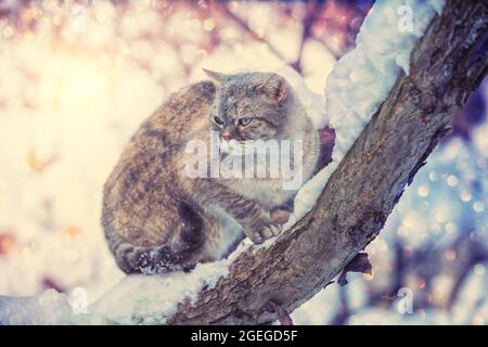 Chat siamois assis sur l'arbre enneigé en hiver Banque D'Images