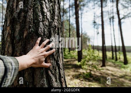 Personne touchant un vieux arbre en pleine forêt. Main humaine sur l'écorce d'un arbre. Concept d'amour de la nature, développement durable et protection de l'environnement Banque D'Images