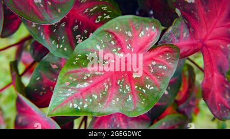 Gros plan des feuilles blanches rouges et vertes tachetées sur un coeur de caladium de la plante de jésus. Banque D'Images