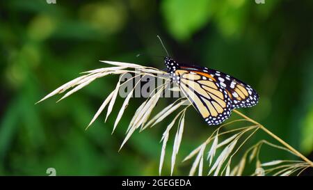APPAREIL-PHOTO NUMÉRIQUE OLYMPUS - gros plan d'un papillon monarque reposant sur une plante d'herbe douce avec un arrière-plan flou Banque D'Images
