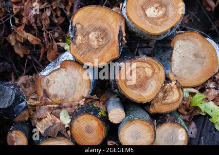 A abattu des arbres et des branches en forêt. Les troncs d'arbres sciés se reposent l'un sur l'autre, sur un fond de bois d'automne humide ou de grumes Banque D'Images