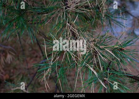 Aiguilles de pin sur fond de forêt. Macro d'aiguilles vertes et jaunes sèches sur les branches d'épinette du pin le jour ensoleillé de l'automne Banque D'Images