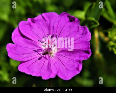 Gros plan de la fleur rose sur une plante géranianium sanglantée avec des feuilles floues en arrière-plan. Banque D'Images