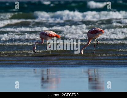 Les flamants se rassemblent dans la ligne de cosat, péninsule Valdes, province de Chubut, site classé au patrimoine mondial de l'UNESCO, Patagonie Argentine. Banque D'Images