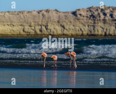 Les flamants se rassemblent dans la ligne de cosat, péninsule Valdes, province de Chubut, site classé au patrimoine mondial de l'UNESCO, Patagonie Argentine. Banque D'Images