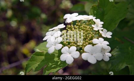 Gros plan des fleurs blanches commençant à s'ouvrir sur un arbuste à roses. Banque D'Images