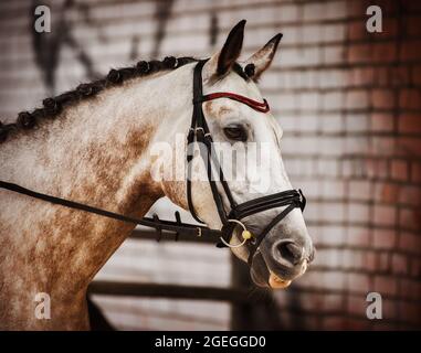 Portrait d'un beau cheval d'appâce léger avec une bride sur son museau, qui se tient près du bâtiment en brique de l'écurie. Sports équestres. Équipement Banque D'Images