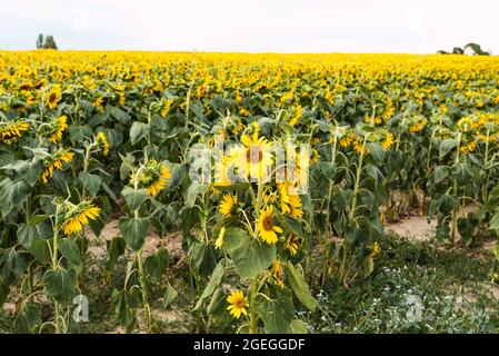 Champ de tournesol aussi loin que l'oeil peut voir Banque D'Images