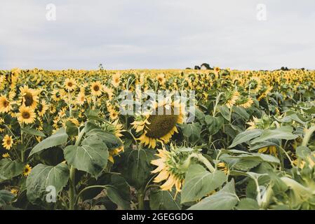 Champ de tournesol aussi loin que l'oeil peut voir Banque D'Images