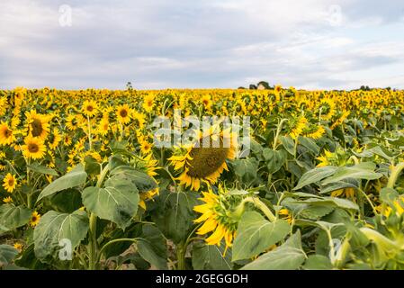 Champ de tournesol aussi loin que l'oeil peut voir Banque D'Images