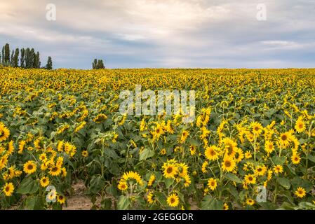 Champ de tournesol aussi loin que l'oeil peut voir Banque D'Images