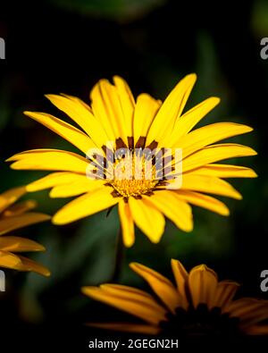 Belle fleur jaune sur fond sombre, photo sélective de fleur jaune Banque D'Images