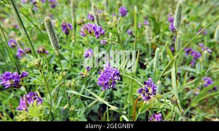 Gros plan des fleurs violettes sur les plantes de luzerne poussant dans un champ d'herbe. Banque D'Images