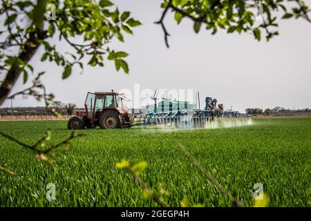 Agriculteur pulvérisant des pesticides sur un champ de blé à la Brousse (centre-ouest de la France) Banque D'Images