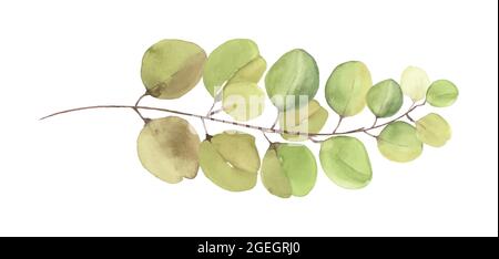 Feuilles d'eucalyptus et branches aquarelle illustration peinte à la main. Feuilles d'eucalyptus verts éléments se brossent isolés sur fond blanc. Illustration de Vecteur