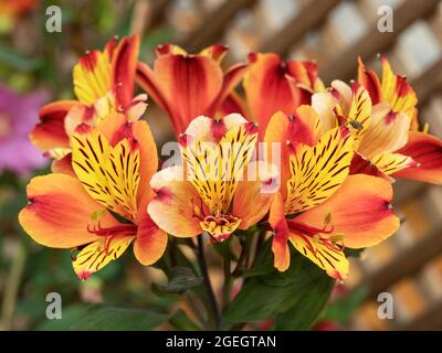 Nénuphars péruviens orange vif et jaune fleuris dans un jardin Banque D'Images