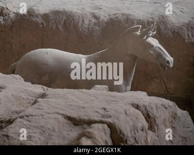 Chevaux de terre cuite dans la tombe du premier emporateur de la dynastie Qin des guerriers de terre cuite dans le comté de Lintong, Shaanxi, Xi'an, Chine, Asie Banque D'Images