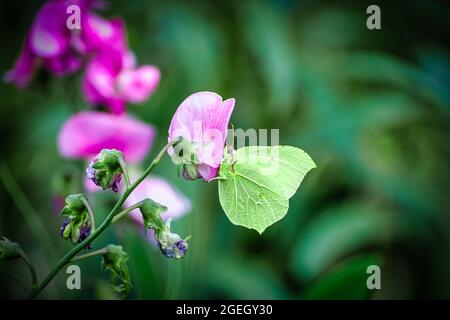 Papillon en pierre sur fleur rose sur fond vert Banque D'Images