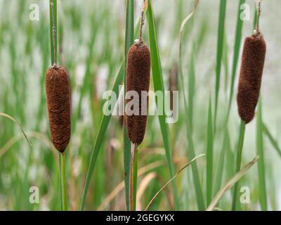 Gros plan de trois têtes de semis courantes, Typha latifolia Banque D'Images