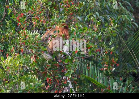 Singe proboscis, Parc national de Bako, Sarawak (Malaisie), août 2015 Banque D'Images