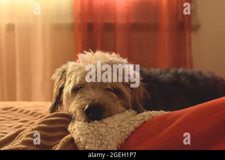 chien en fourrure ​​sleeping dans le lit à côté de son propriétaire Banque D'Images