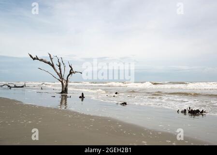 Arbres morts dans la mer à Boneyard Beach sur Bull Island, Caroline du Sud Banque D'Images