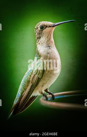 Magnifique colibri vert assis sur un mangeoire à colibris Banque D'Images