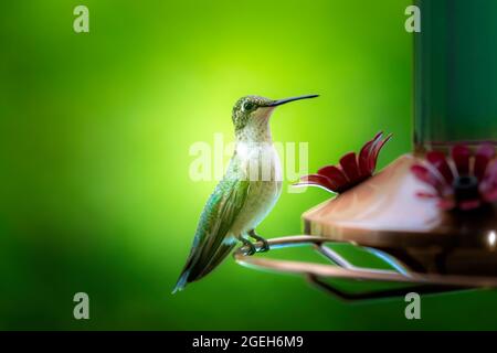 Magnifique colibri vert assis sur un mangeoire à colibris Banque D'Images