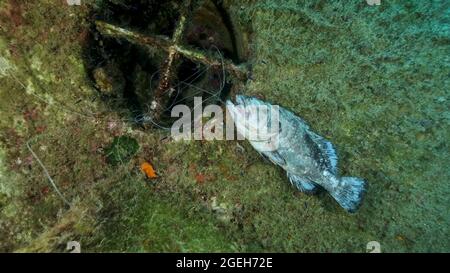 Le mérou Dusky mort pend d'un matériel de pêche perdu sur une épave du ferry suédois MS Zenobia. Banque D'Images