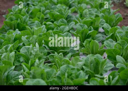 Légumes biologiques. Laitue cos fraîche dans la ferme. Cos fraîches et biologiques légumes. Concept agriculture biologique récolte agricole en Thaïlande, Sud e Banque D'Images