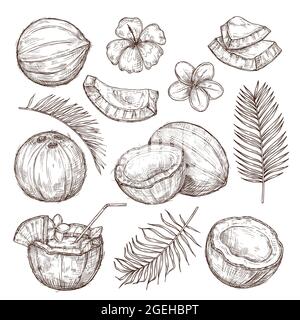 Esquisse de noix de coco. Dessin nature, noix exotiques dessinées à la main. Isolé savoureux coco cru, feuilles tropicales de palmier plage ensemble de vecteur exact Illustration de Vecteur