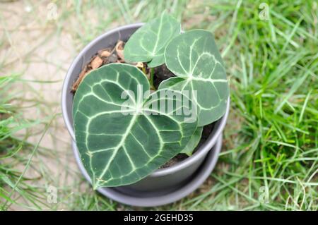 Anthurium, Anthurium clarinervium, Anthurium cristallinum ou Anthurium hybride Banque D'Images