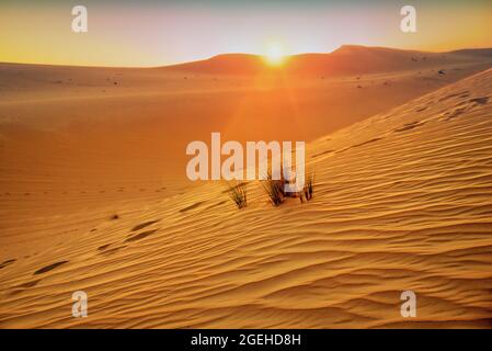 Coucher du soleil du désert Banque D'Images