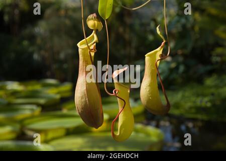 Plante carnivore Sarracenia qui est un piège à mouche sous la forme d'une cruche Banque D'Images