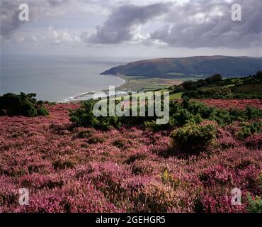 Heather sur les collines d'Exmoor au-dessus de Porlock Bay en regardant vers l'est vers Minehead, Porlock, Somerset, Angleterre, Royaume-Uni, Europe Banque D'Images