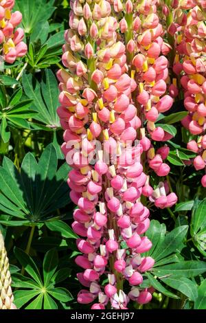 Lupin (Lupinus) 'la Chatelaine' (série des bandes de Nobles) plante à fleurs printanière d'été avec une fleur rose blanche d'été, photo de stock Banque D'Images