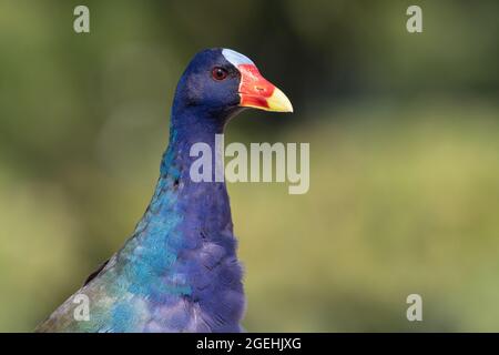 Un portrait d'un galinule violet, vu près de Leesburg, Floride. Banque D'Images