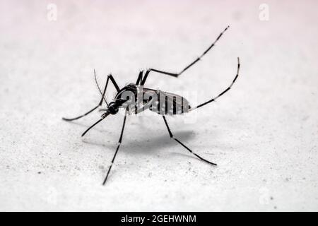 Le moustique tigre asiatique (Aedes albopictus) est isolé sur fond blanc Banque D'Images