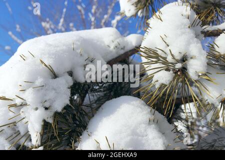 Les branches d'épinette sont recouvertes de neige contre un ciel bleu. Sapin conifères d'hiver. Banque D'Images