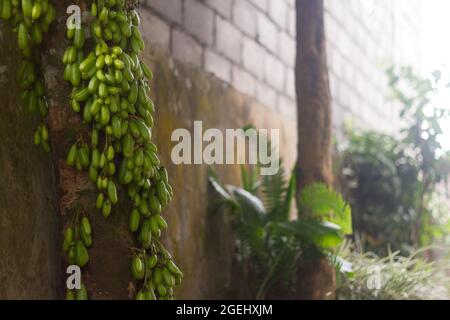 L'arbre Starfruit avec une position fixée au mur de clôture porte des fruits Banque D'Images