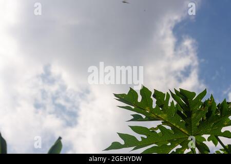 Feuilles de papaye, carica papaye, avec un fond ciel bleu clair avec des nuages blancs Banque D'Images